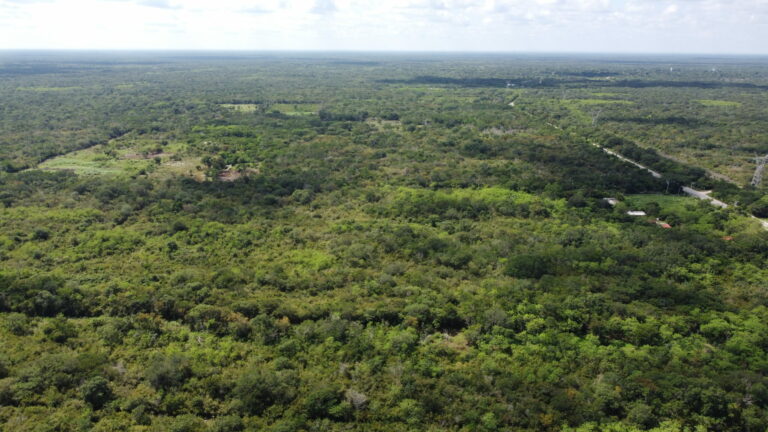 Proyecto del Tren Maya contempla reforestación de 200 mil hectáreas