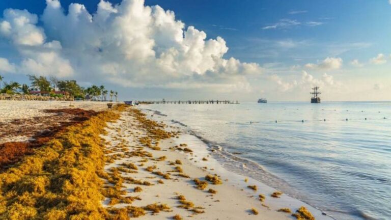 Ante la alarmante situación del sargazo en el caribe mexicano, la 4T redobla  esfuerzo trabaja para mantener limpias las playas y pro del turismo