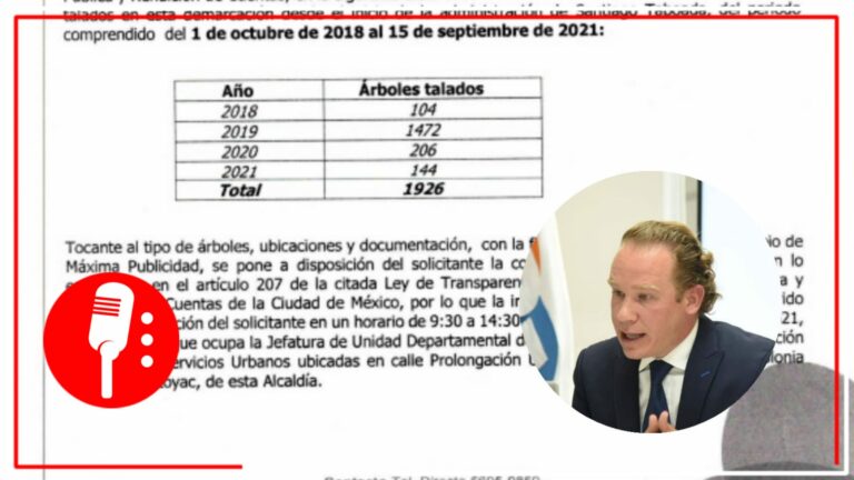 Alcaldía Benito Juárez niega haber talado casi 3 mil árboles, pero documentos oficiales muestran otros datos