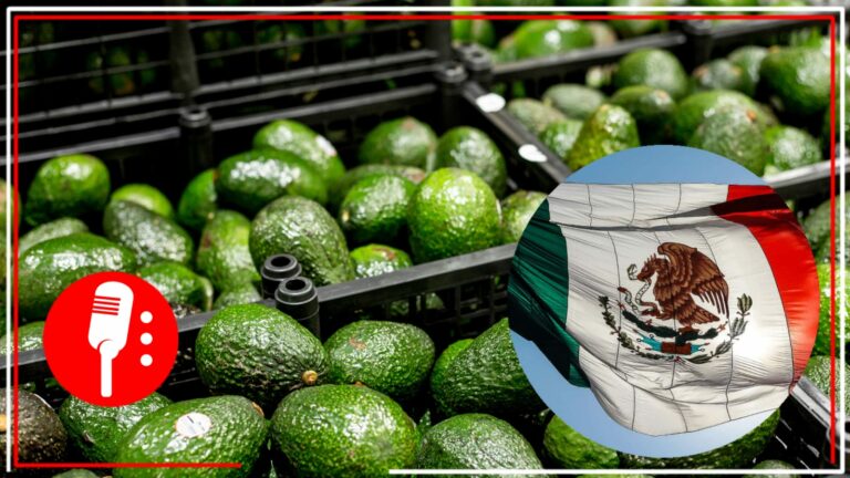 Gobierno de AMLO logra que aguacate mexicano regrese al mercado costarricense