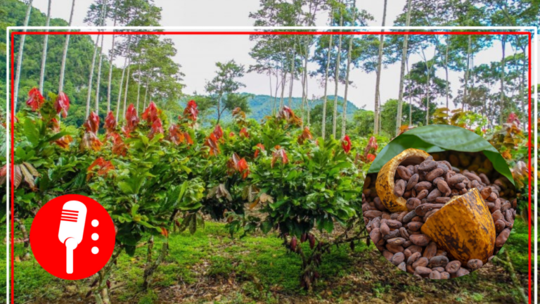 4T impulsa la producción de cacao en Tabasco a través de Sembrando Vida; es reconocido en el mundo por su calidad