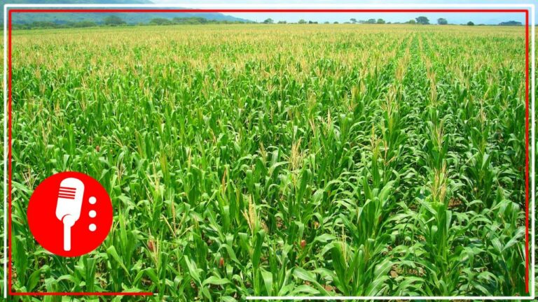 AMLO anuncia campaña para promover siembra y autoconsumo de alimentos