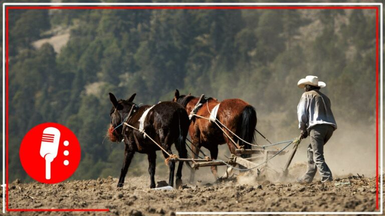 Abandono del campo generó que México tenga que importar hasta el 84% del arroz y 64% del trigo que se consume