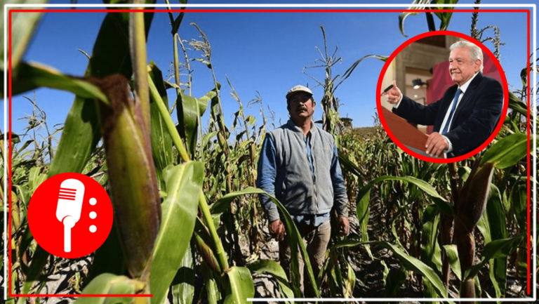 El presidente Andrés Manuel López Obrador, dio a conocer que su gobierno dará fertilizantes gratis a 800 mil pequeños productos del campo en todo el país