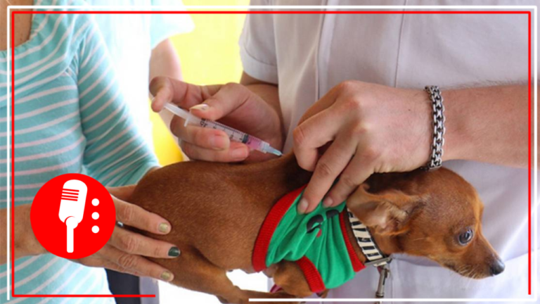 Inicia Jornada Gratuita de Vacunación Antirrábica Canina y Felina en la alcaldía Tláhuac