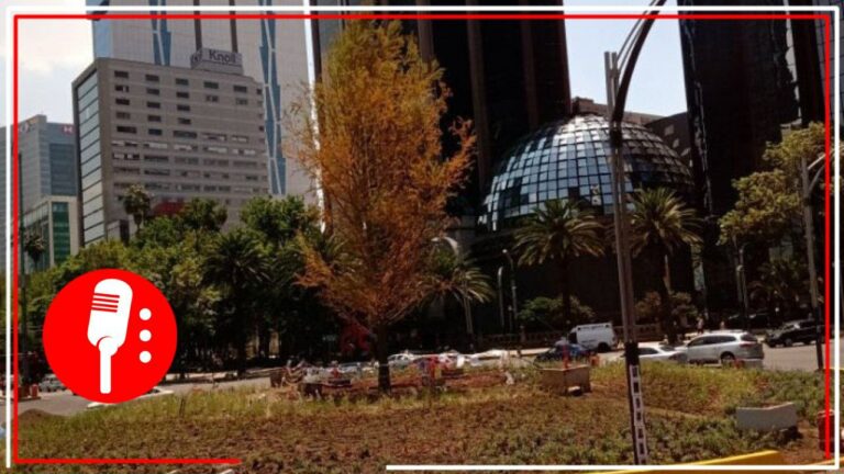 Secretaría del Medio Ambiente de la CDXM desmiente que ahuehuete se esté secando; señalan que el árbol está en periodo de adaptación