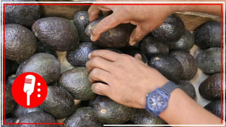 México inicia exportación de aguacate Hass de Jalisco a Estados Unidos: dieron salida a 200 toneladas