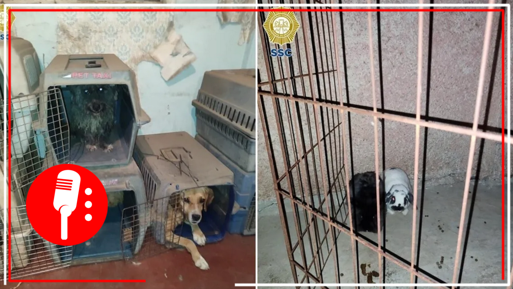 Rescatan 38 animales de inmueble asegurado tras enfrentamiento en Topilejo