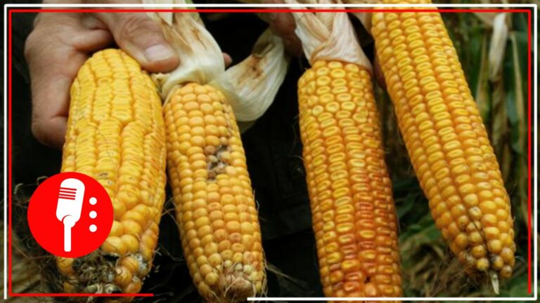 Retira Sader tres variedades de maíz de Monsanto