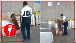 Aseguran alrededor de media tonelada de metanfetamina en la aduana del AICM