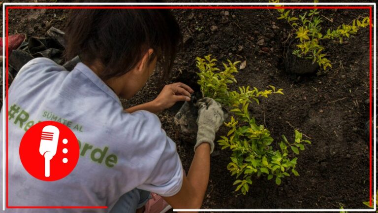 Obtiene CDMX primer lugar como ‘Ciudad Verde’, revela Claudia Sheinbaum