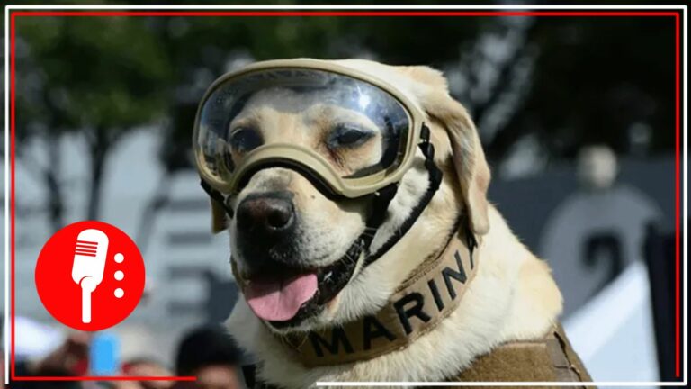 Fallece Frida, perrita rescatista de la Semar que participó en el sismo del 19-S