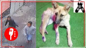 Hombres apuñalan y matan a perro de 6 meses en Milpa Alta; vecinos buscan justicia