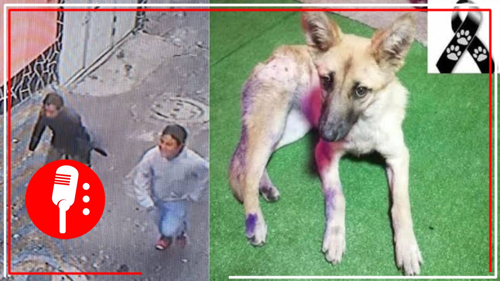 Hombres apuñalan y matan a perro de 6 meses en Milpa Alta; vecinos buscan justicia