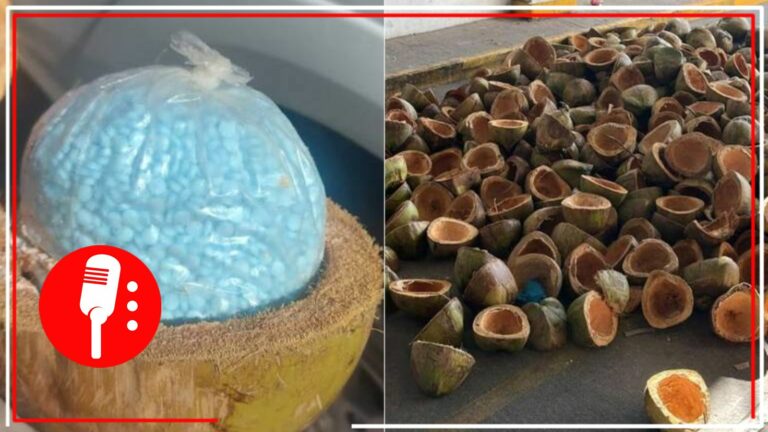 Decomisa FGR 300 kilogramos de fentanilo que se transportaba dentro de cocos en Sonora