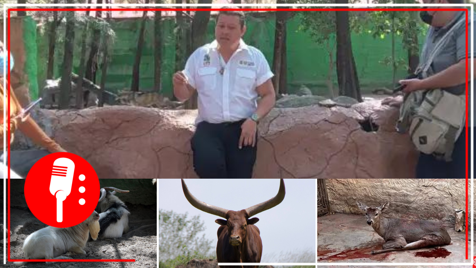 Exdirector de Zoo en Guerrero, José Rubén Nava Noriega, vendió 4 vacas Watusi y cocinó en Año Nuevo 4 cabras