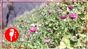 Ejército Mexicano localiza 3 plantíos de amapola en Sinaloa