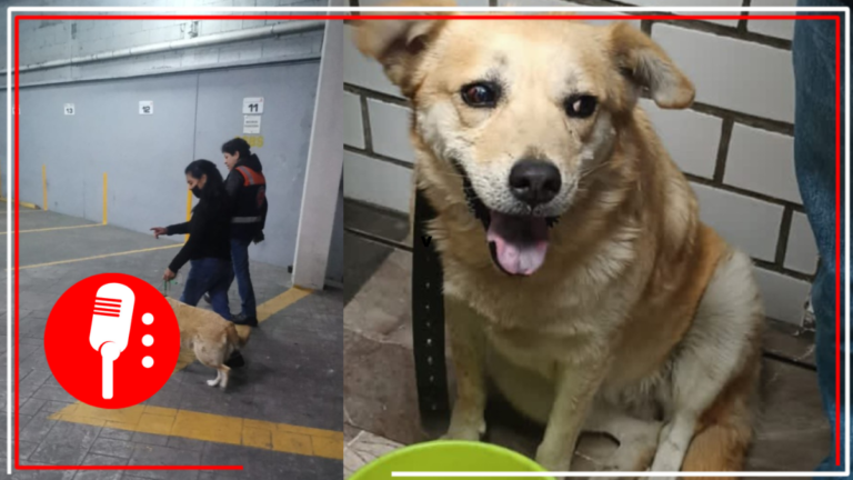 Entregan perrita rescata en el Metro CDMX a su dueña