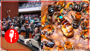 Senado busca sancionar a responsables de muerte de 300 mil abejas