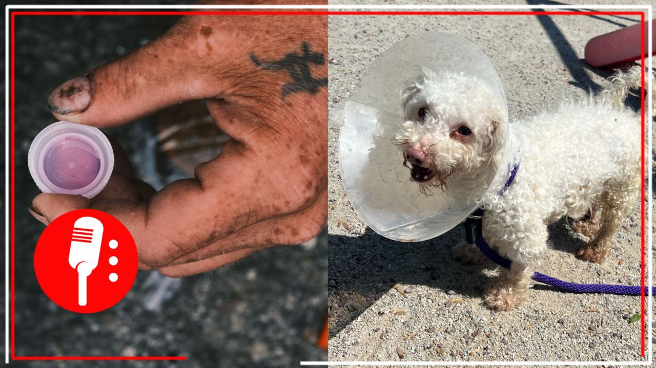 Crisis de fentanilo arrecia entre estadounidenses y autoridades rescatan a perro con sobredosis en Pennsylvania (VIDEO)