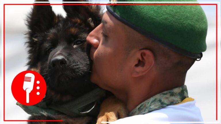 Conoce a Arkadas, el perrito de rescate que Turquía donó a México