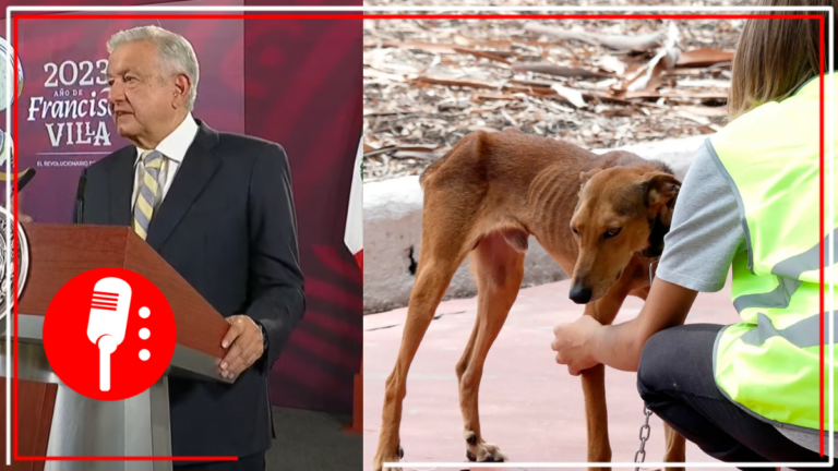 AMLO presentará una iniciativa para reformar el Art. 4 en pro de los animales