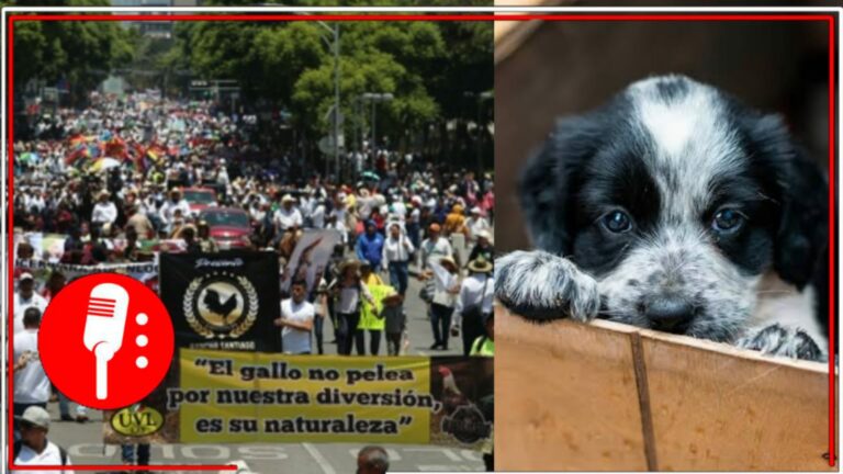 Se realiza marcha por veterinarios y criadores en contra de la Ley de Protección de Animales en la CDMX (VIDEO)