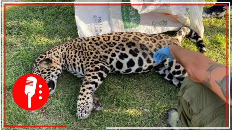 Profepa denunciará ante la FGR a quien resulte responsable de haber atropellado a un jaguar en Cancún; señalan que tienen una parte del auto
