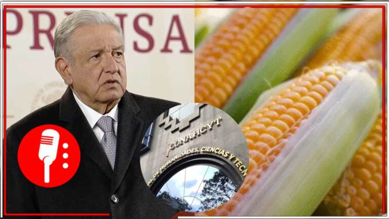 AMLO informó que pedirá el avance al Conahcyt de la investigación del maíz transgénico, reiteró que no debe permitirse para el consumo humano (VIDEO)