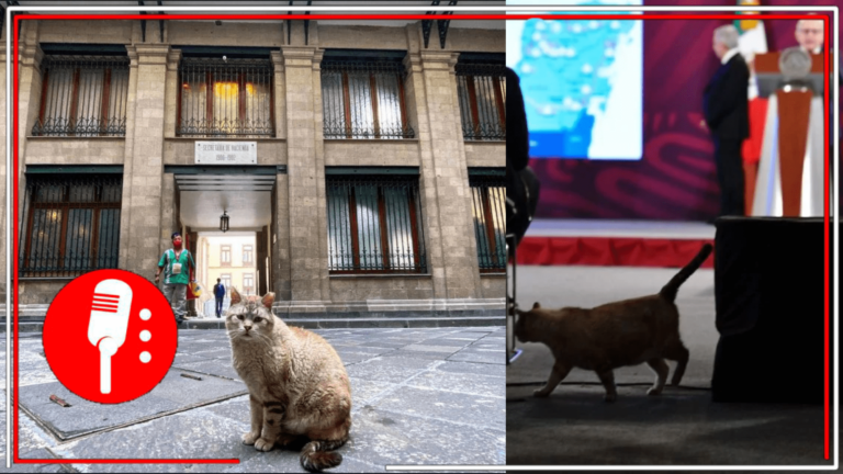 Presidente López Obrador otorga estatus especial a gatos del Palacio Nacional que garantiza su cuidado permanente: Son reconocidos como &#8216;activos fijos&#8217; por el gobierno de AMLO