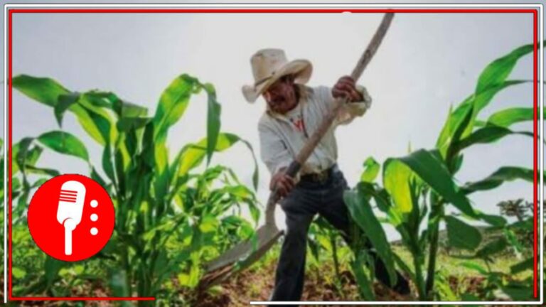 Que se sepulte por completo el modelo neoliberal: Las organizaciones campesinas entregarán a Claudia Sheinbaum una propuesta para fortalecer el campo mexicano y lograr la soberanía alimentaria