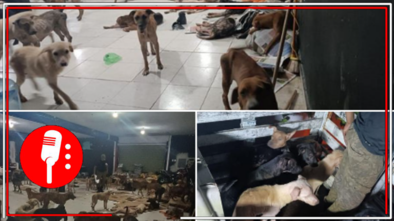¡Mara Lezama trabaja por todas y todos!: En un acto histórico, el gobierno de Quintana Roo habilita refugios para perros y mascotas