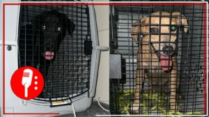 La 4T defiende el bienestar de quienes no tienen voz: La gobernadora Mara Lezama destacó el rescate de dos “perritos” que sufrían maltrato en una vivienda en Benito Juárez, Quintana Roo  