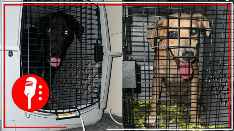 La 4T defiende el bienestar de quienes no tienen voz: La gobernadora Mara Lezama destacó el rescate de dos “perritos” que sufrían maltrato en una vivienda en Benito Juárez, Quintana Roo  