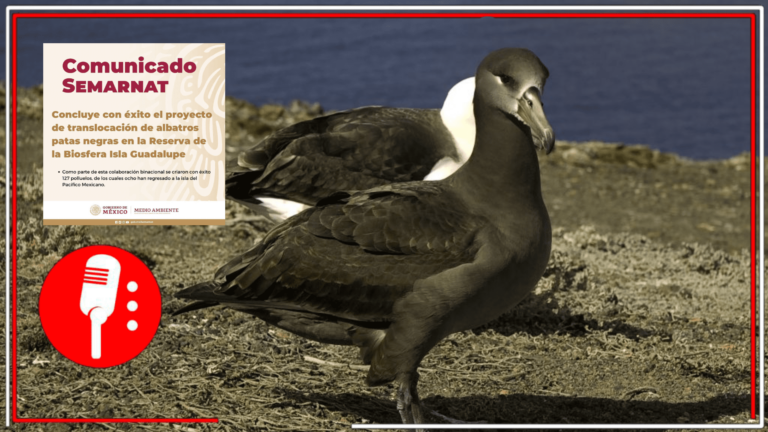 Grandes logros en colaboración binacional: SEMARNAT informa del éxito el proyecto de translocación de albatros patas negras en la Reserva de la Biosfera Isla Guadalupe