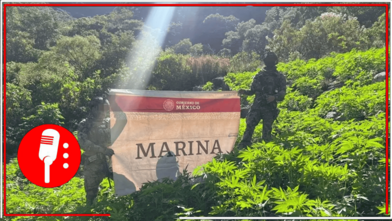 La Marina destruye 15 plantíos de mariguana vinculados al CJNG en Nayarit