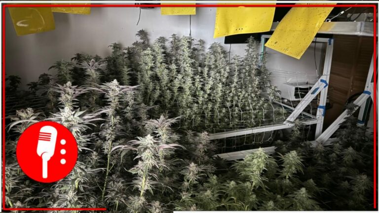 Aseguran un invernadero de mariguana en Atizapán de Zaragoza