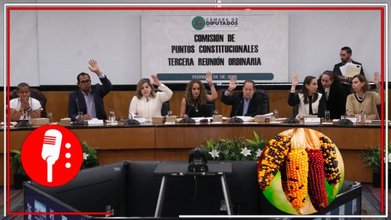 Morena y sus aliados aprueban la prohibición del cultivo de maíz transgénico