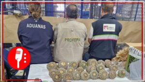 Profepa asegura 22 ejemplares vivos de biznaga peyotillo en el Aeropuerto Internacional de la Ciudad de México
