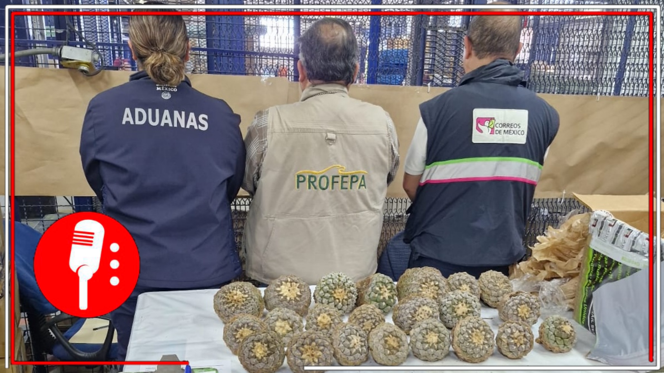 Profepa asegura 22 ejemplares vivos de biznaga peyotillo en el Aeropuerto Internacional de la Ciudad de México