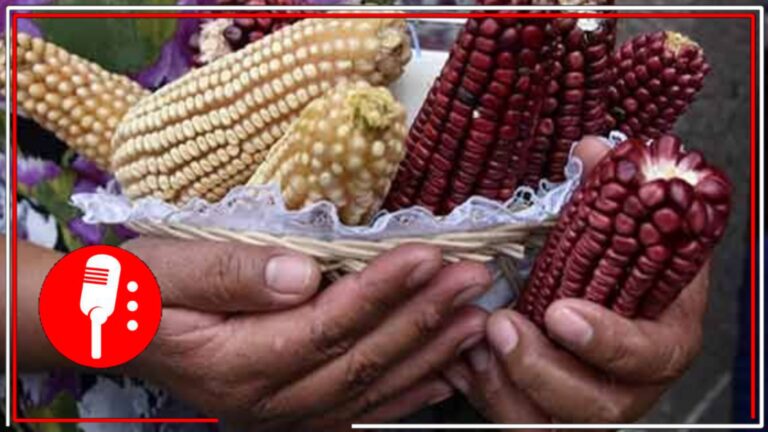 Senado declara constitucional la reforma que prohíbe el cultivo de maíz transgénico en México