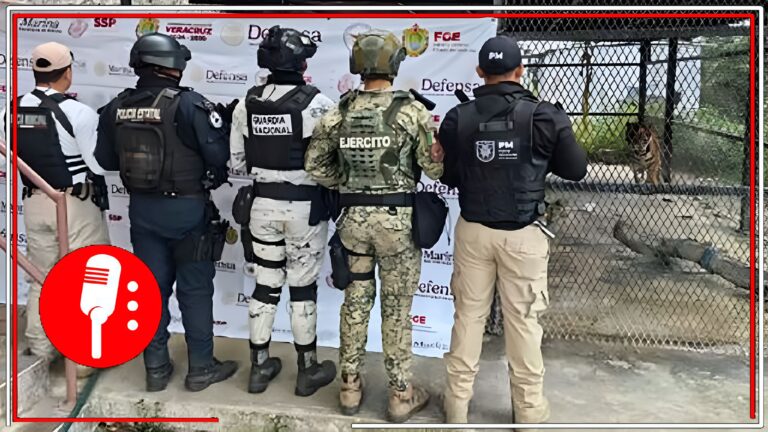Incautan armas, drogas y animales exóticos en operativos contra el crimen organizado en Veracruz
