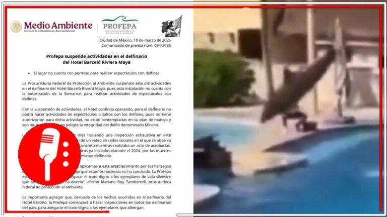 Profepa suspende espectáculos con delfines en el Hotel Barceló Riviera Maya; emprenderá inspecciones en todo el país