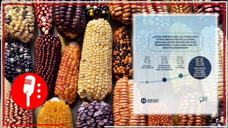 El pueblo sabio protege sus maíces nativos: Más del 80% de los mexicanos prefiere que tortillas y alimentos no usen maíz transgénico