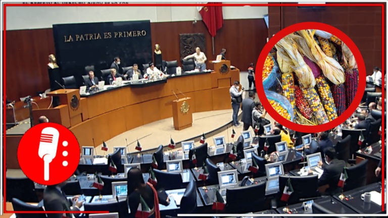 Con 97 votos a favor y 16 en contra, el Senado aprueba prohibición de maíz transgénico en México