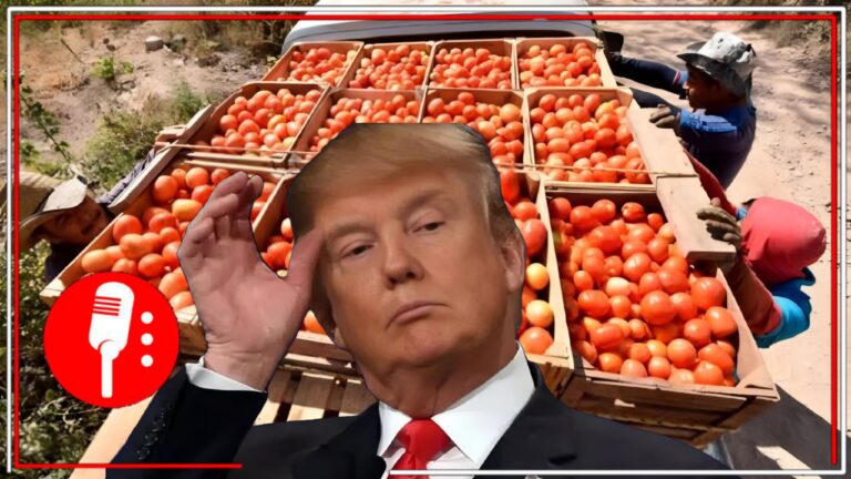 Impacto en la agricultura: EE. UU. impone aranceles a tomates de México