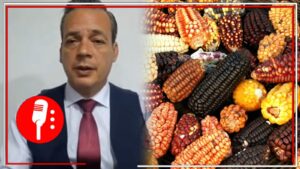 César Gutiérrez Priego respalda a la Presidenta Sheinbaum sobre prohibir el maíz transgénico y defender los granos nativos