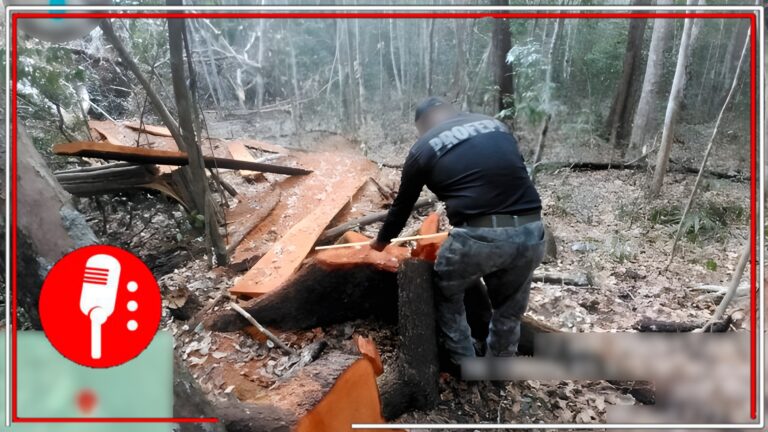 Profepa asegura armas a presuntos cazadores en Calakmul