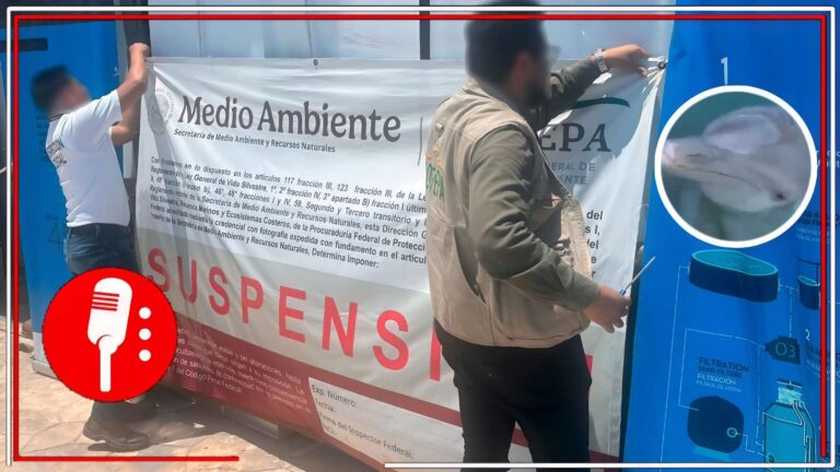 Cierre definitivo: Delfinario del hotel Barceló clausurado por maltrato animal