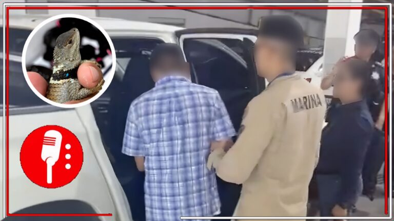 Detenido en AICM: Hombre intentaba exportar 299 reptiles a Japón